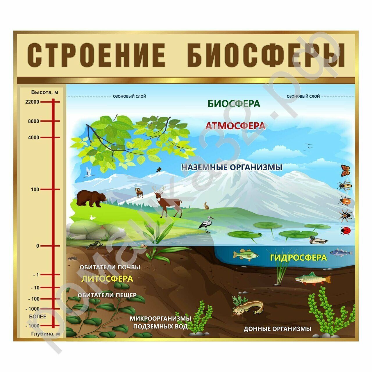 СТРОЕНИЕ БИОСФЕРЫ